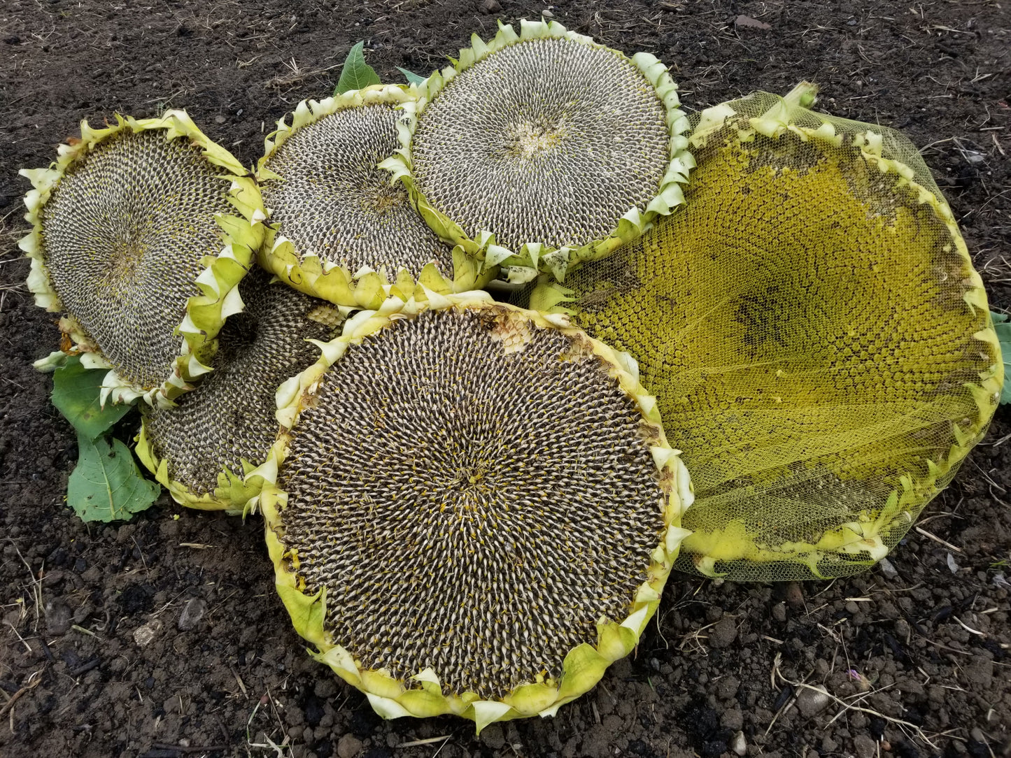 Large seeded sunflower seeds grown on our homestead