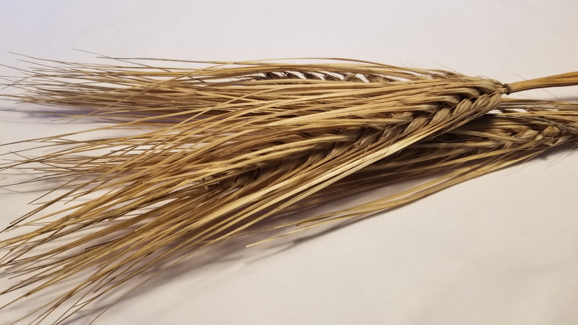 Karan 3 Barley Heads