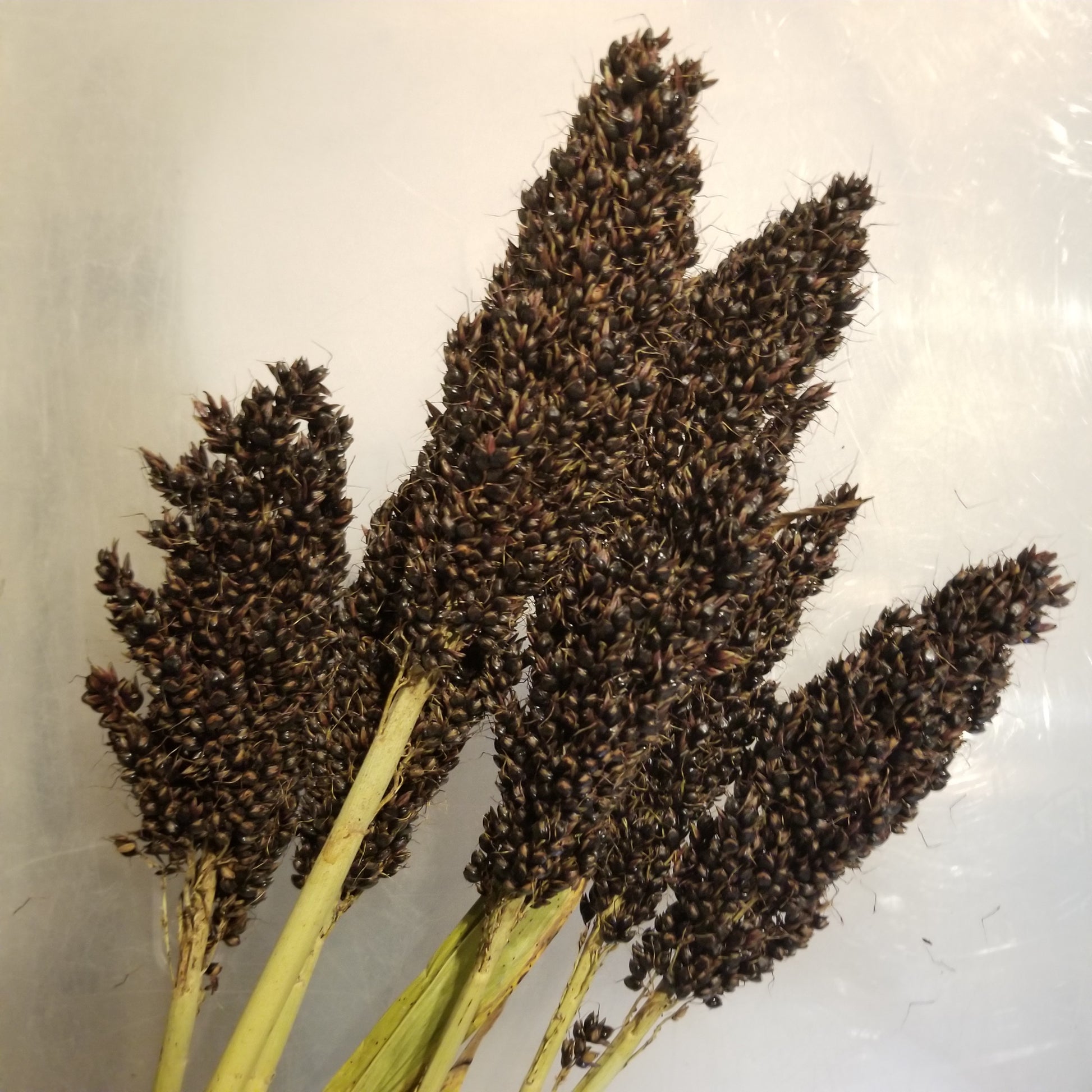 Black African Grain Sorghum (Milo)