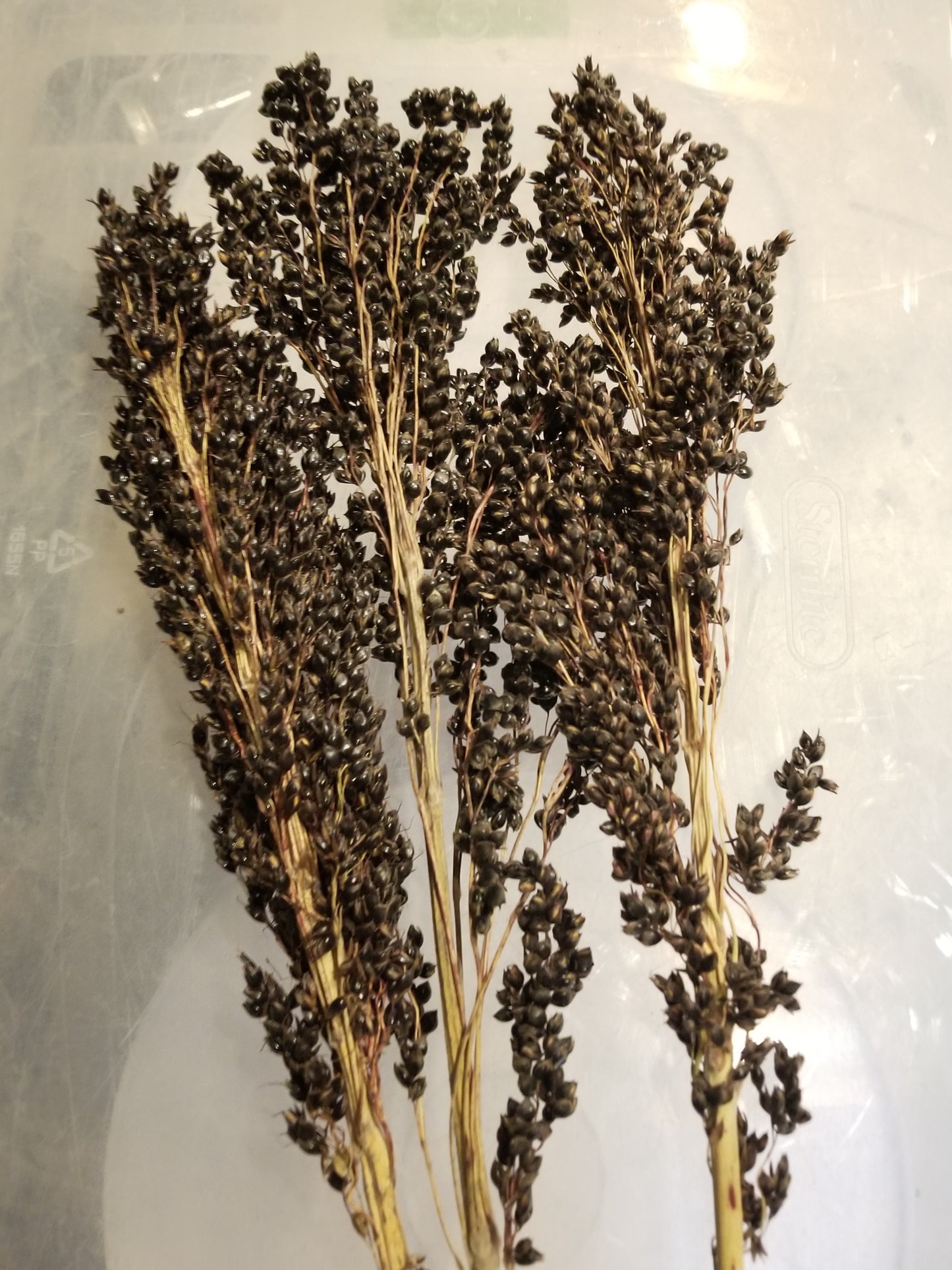 Minnesota Amber Sorghum