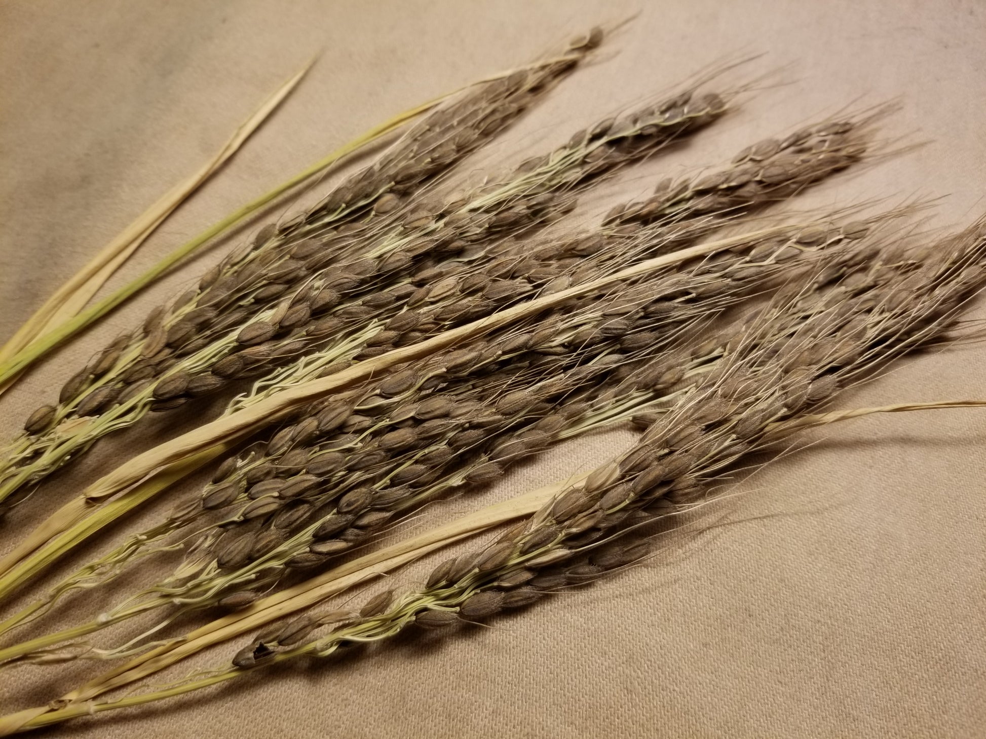 20201219 Nigrescens Upland Rice (rectangle photo of panicles)