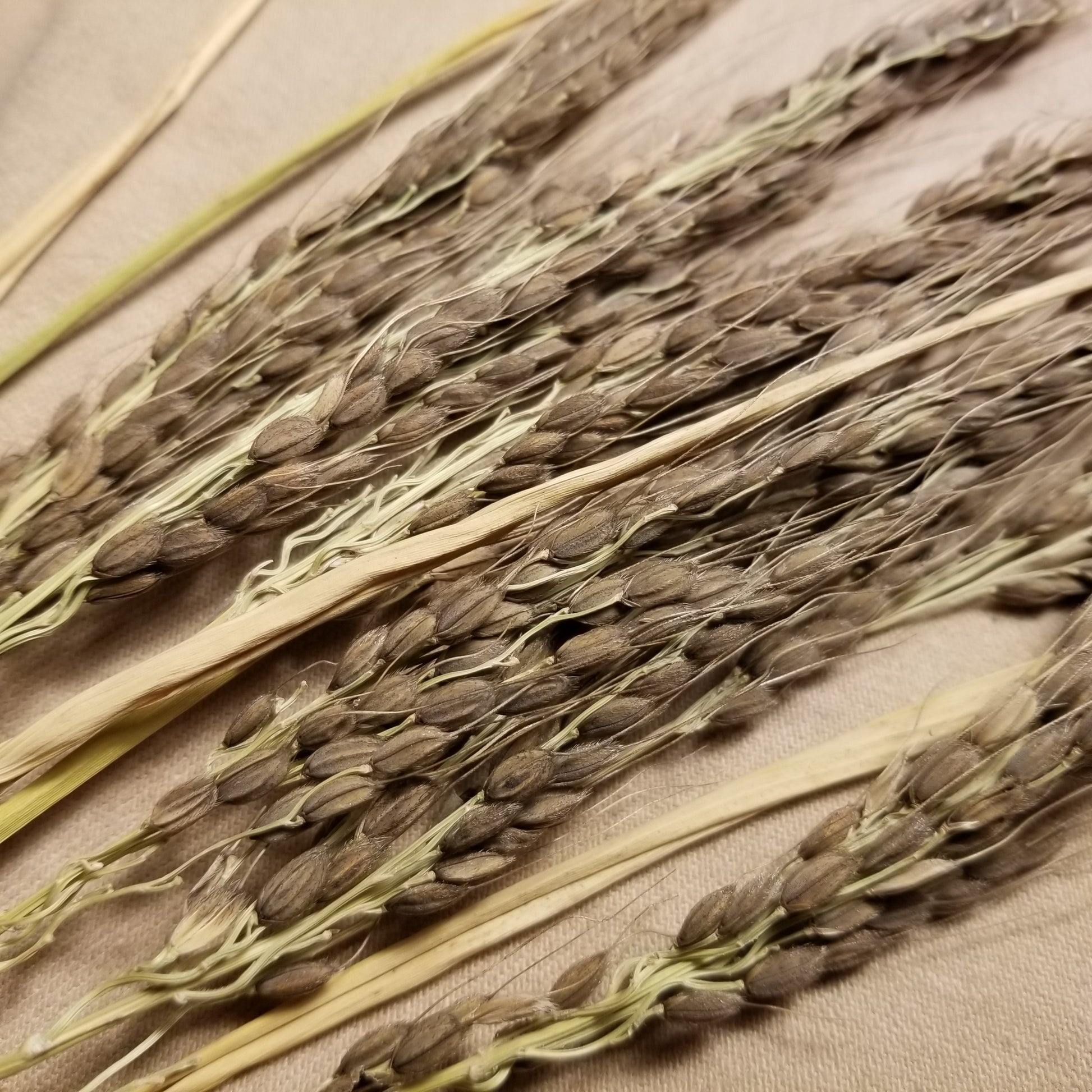 20201219 Nigrescens Upland Rice (rectangle photo of panicles)