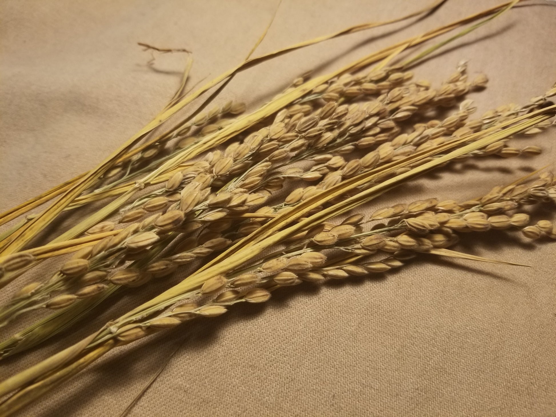 Sputnik Upland Rice (rectangle photo of panicles)