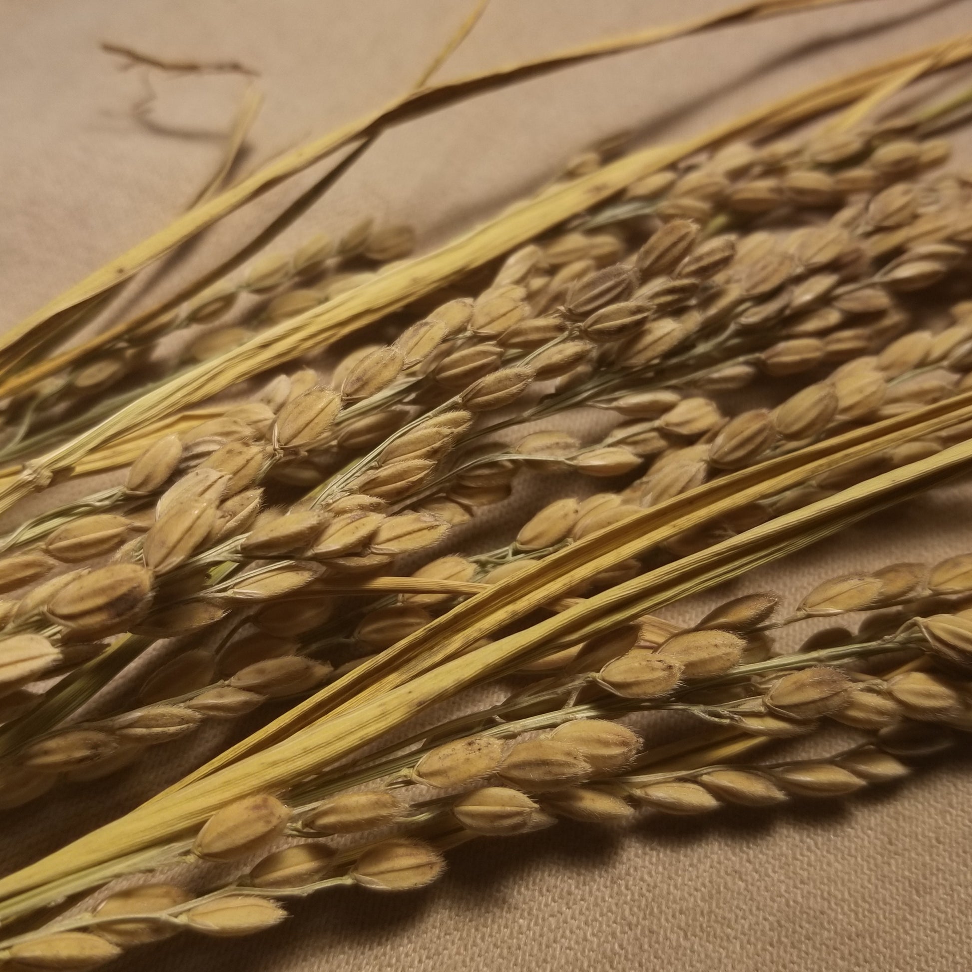 Sputnik Upland Rice (rectangle photo of panicles)
