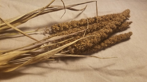 Dry Farmed Foxtail Millet