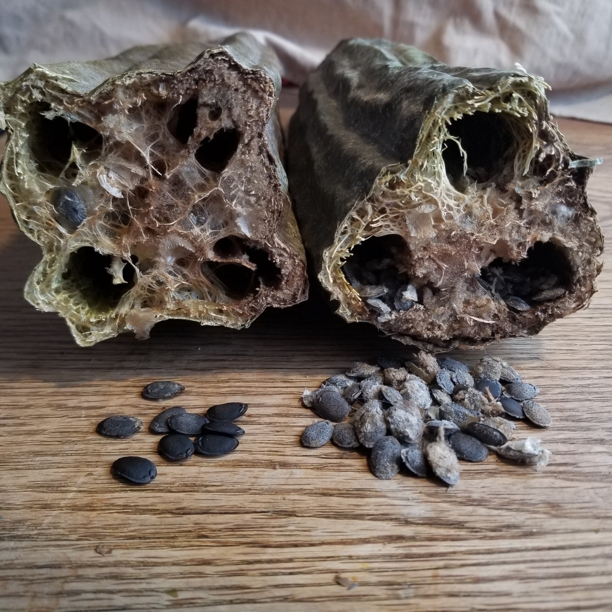 Luffa Gourd, Sponge Gourd, Dishrag Gourd