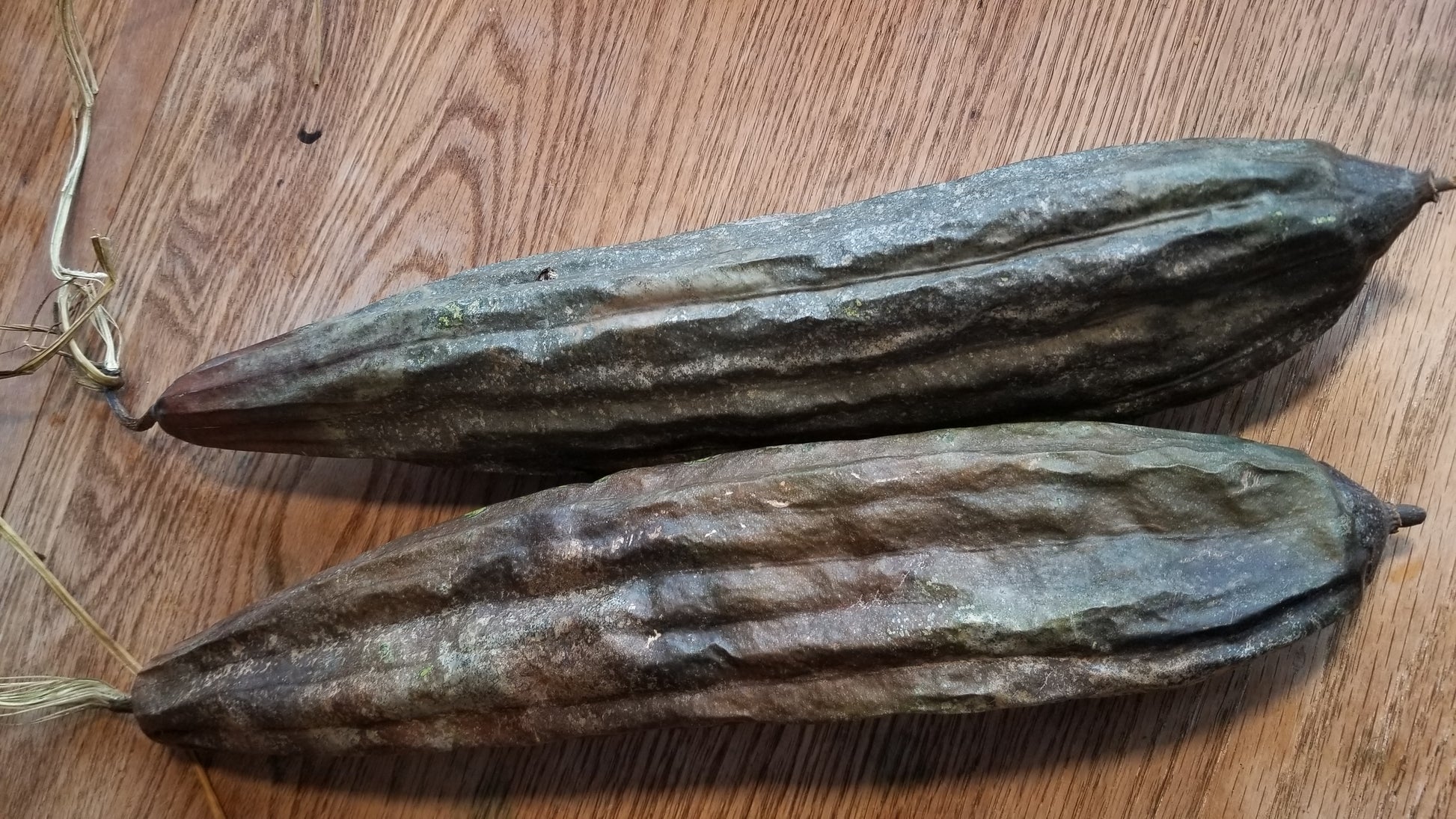 Luffa Gourd, Sponge Gourd, Dishrag Gourd