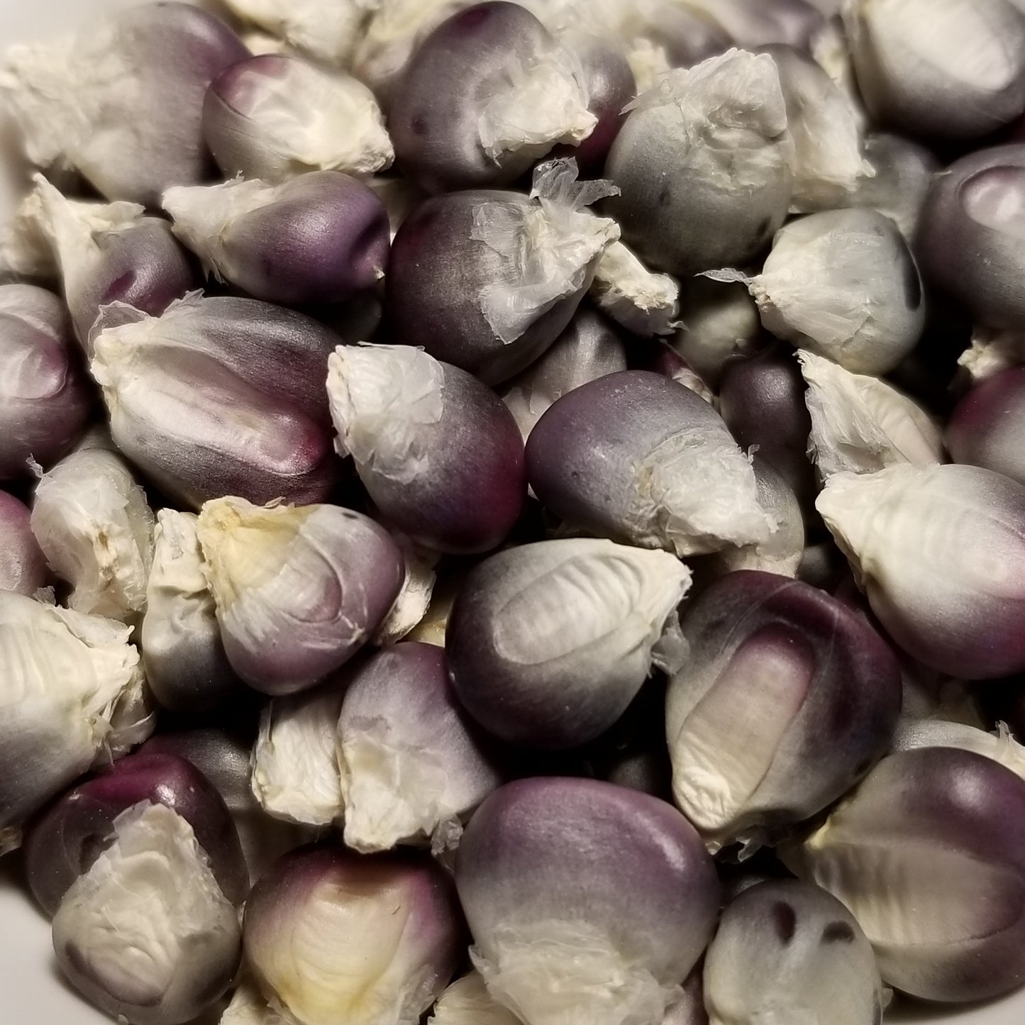 Johnny Dewlen Blue Dent Corn
