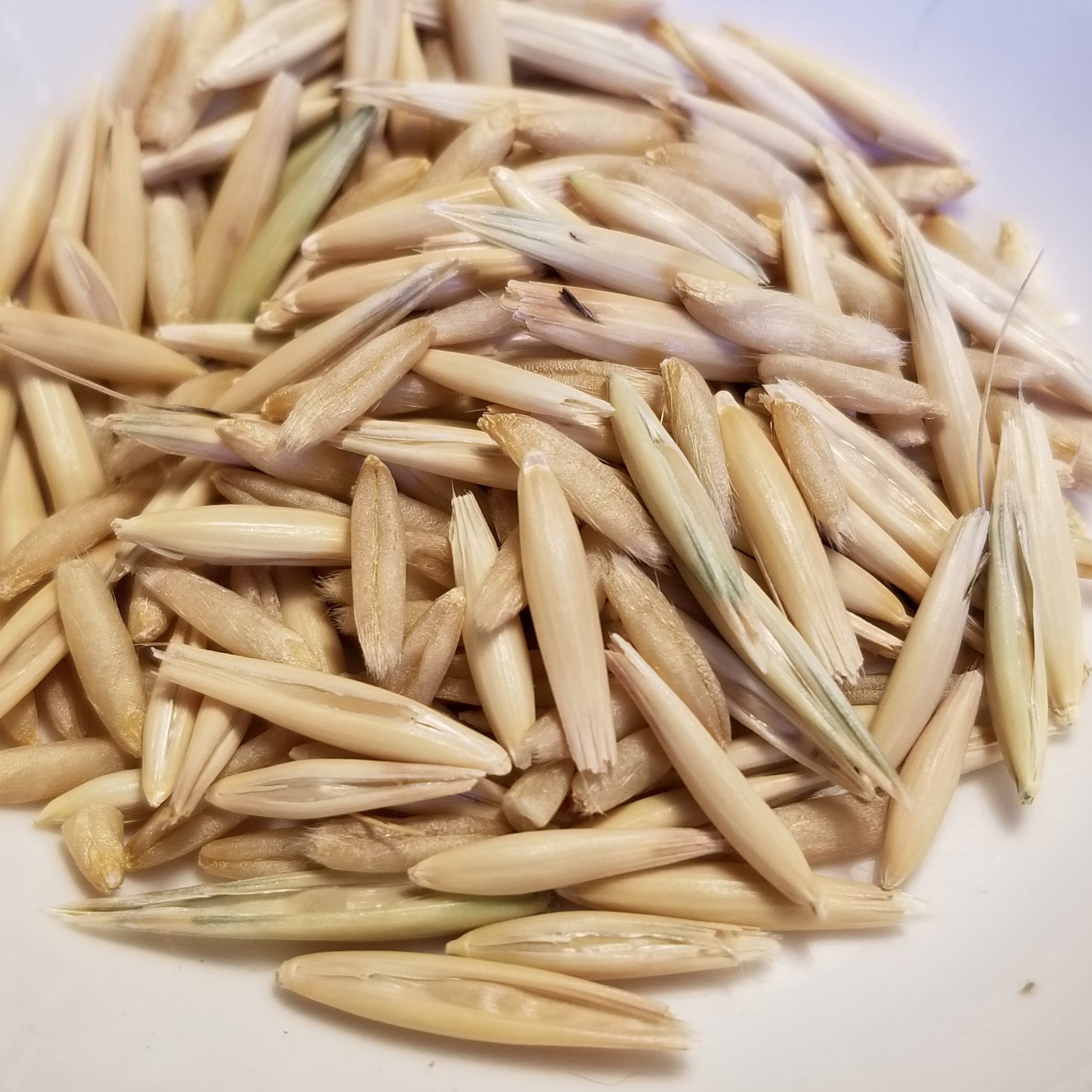 Liberty Hull-less Oats (seeds)