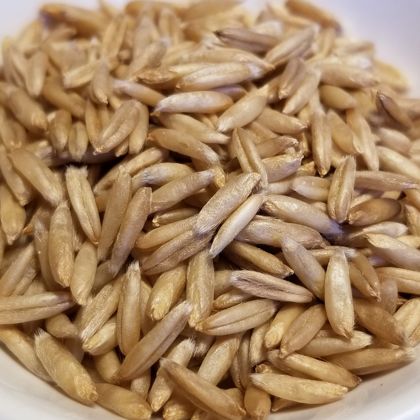 Mozart Oats (seeds)