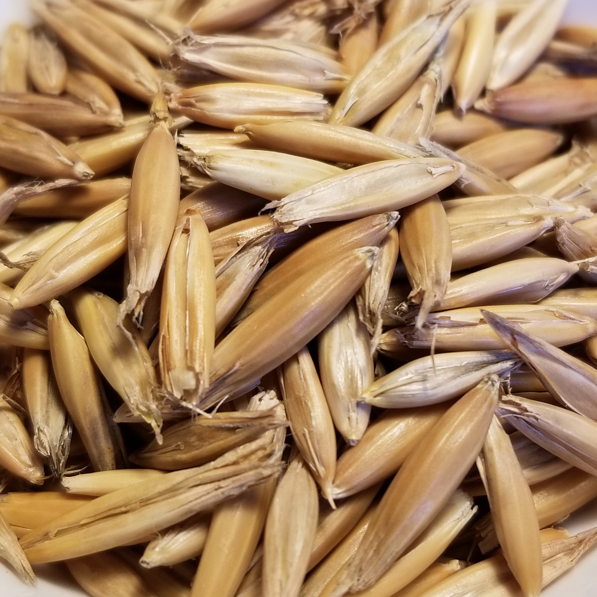 Swan Oats (seeds)