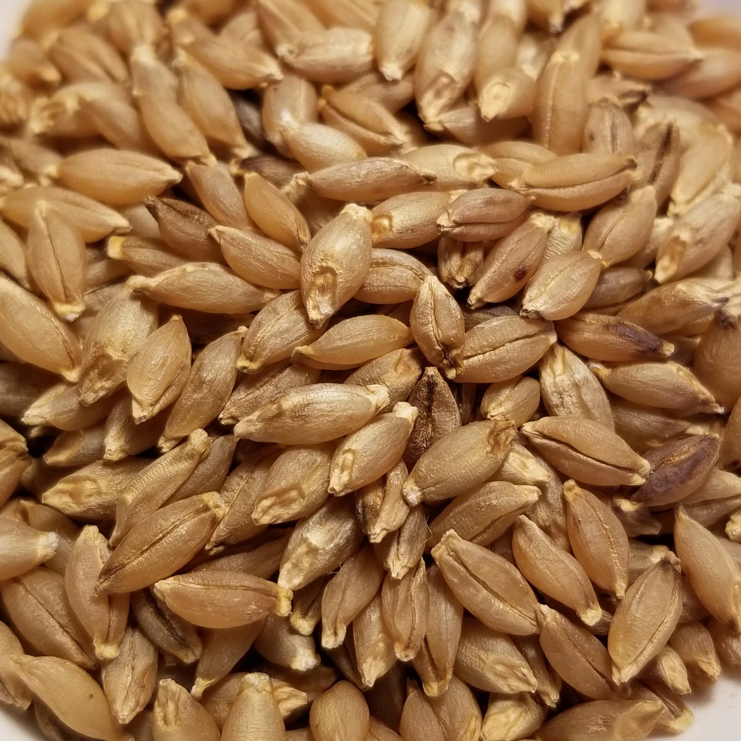 Hull-less threshed Zou Xian Song Mang Da Mai Winter Barley ready for milling, whole-grain enjoyment or planting