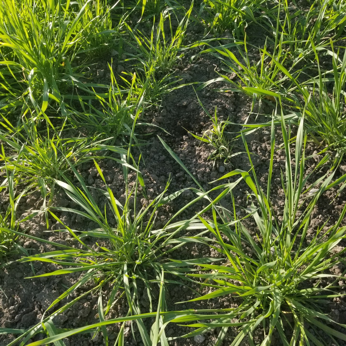 Early spring plants of fall-planted Khapli Emmer from the late Colorado Seedsman Anpetu Oihankesni tillering vigorously- field view