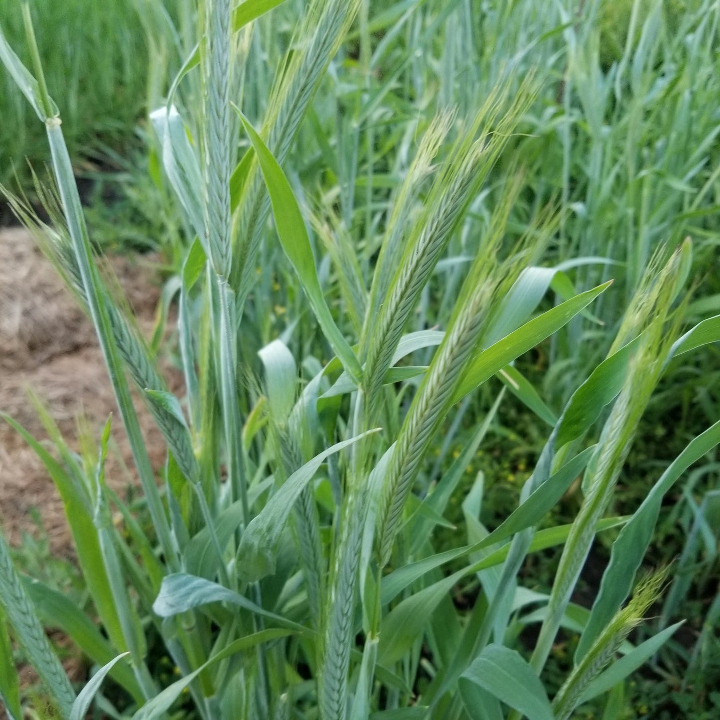 Fall-planted Danko Rye tillers starting to form their long, awned spikes - field view