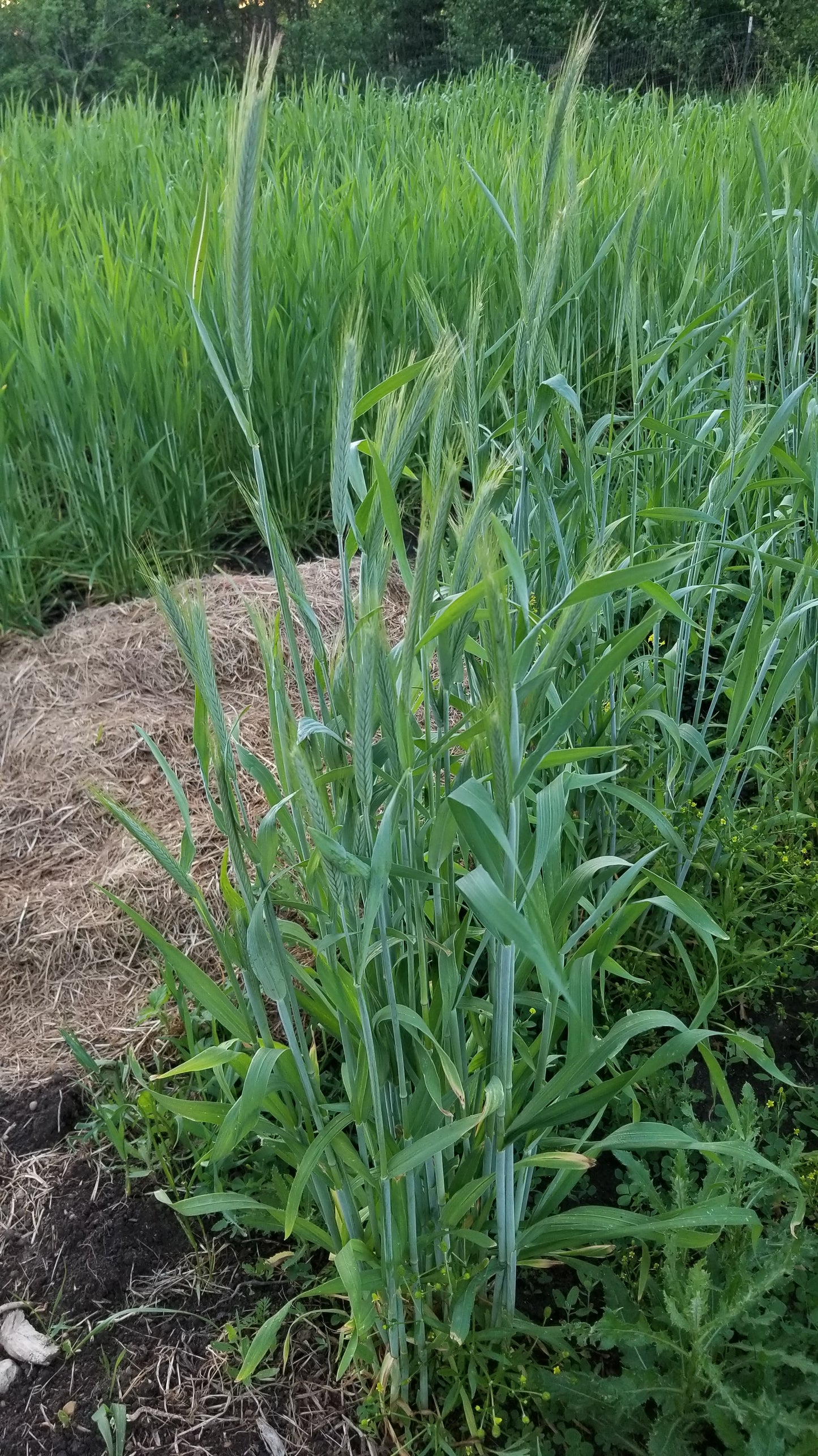 Fall-planted Danko Rye plants tillering and beginning to head - field view