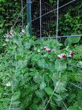 Robust vines of the climbing pea variety Irish Preans mid-season climbing their trellis, flush with their first blossoms.