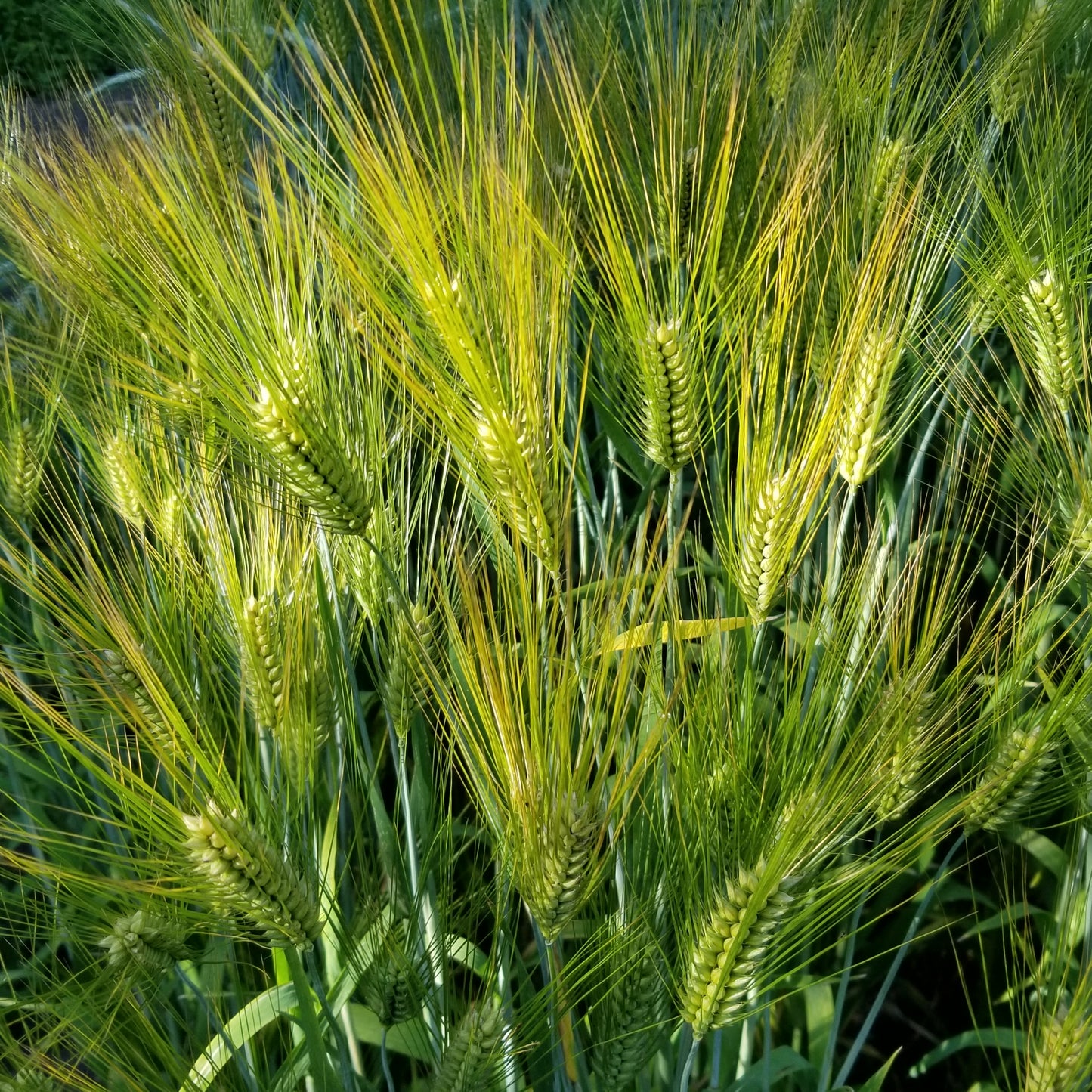 Harrison Barley on June 16