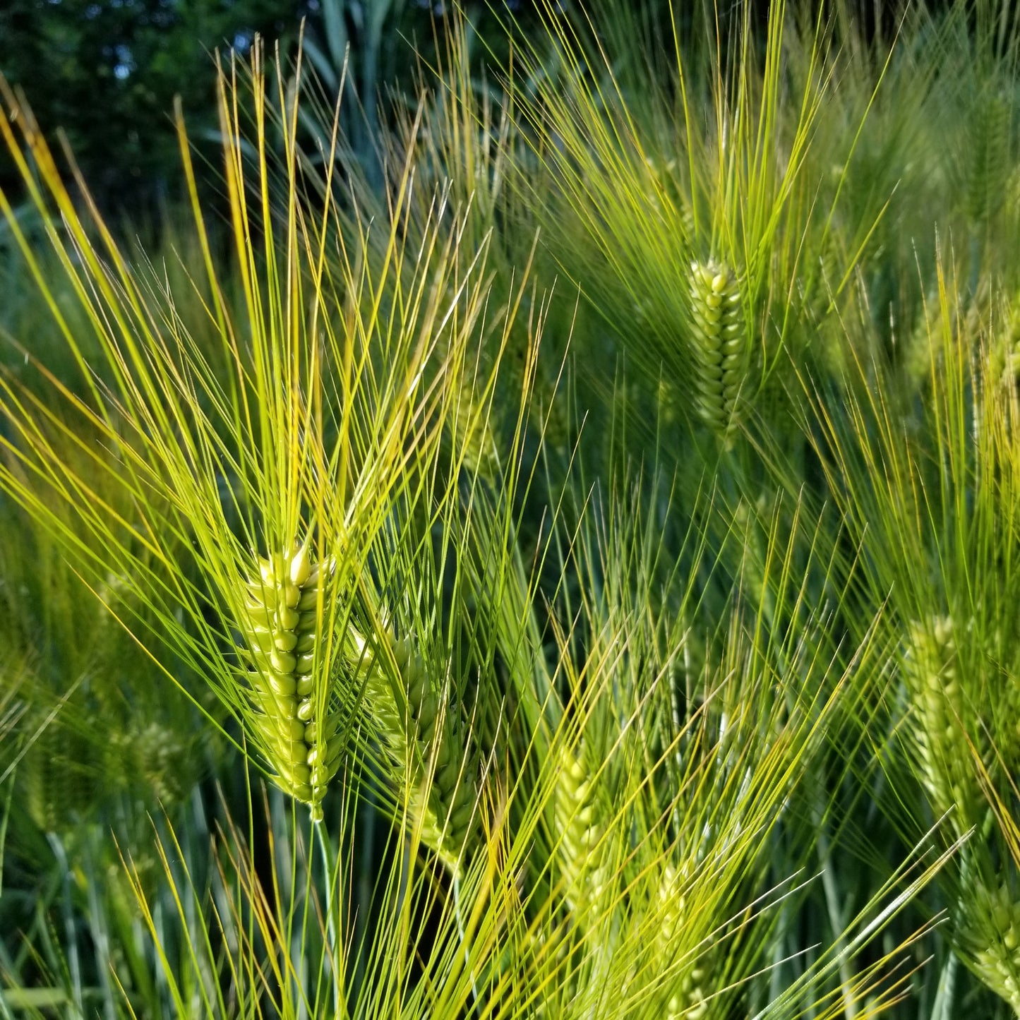 Harrison Barley on June 16