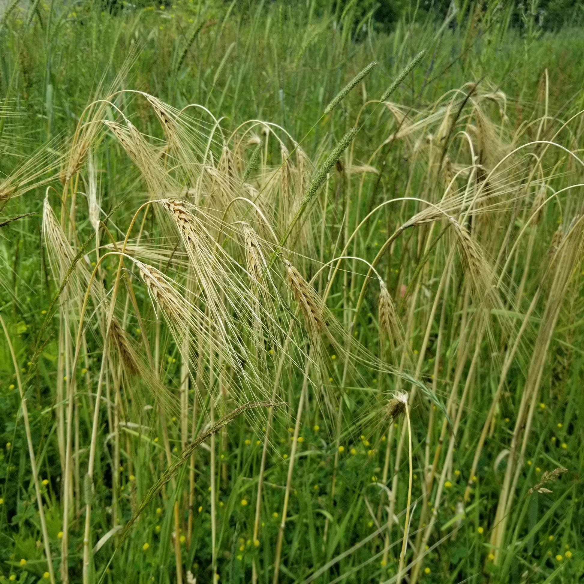 Michigan Winter Barley ready for harvest