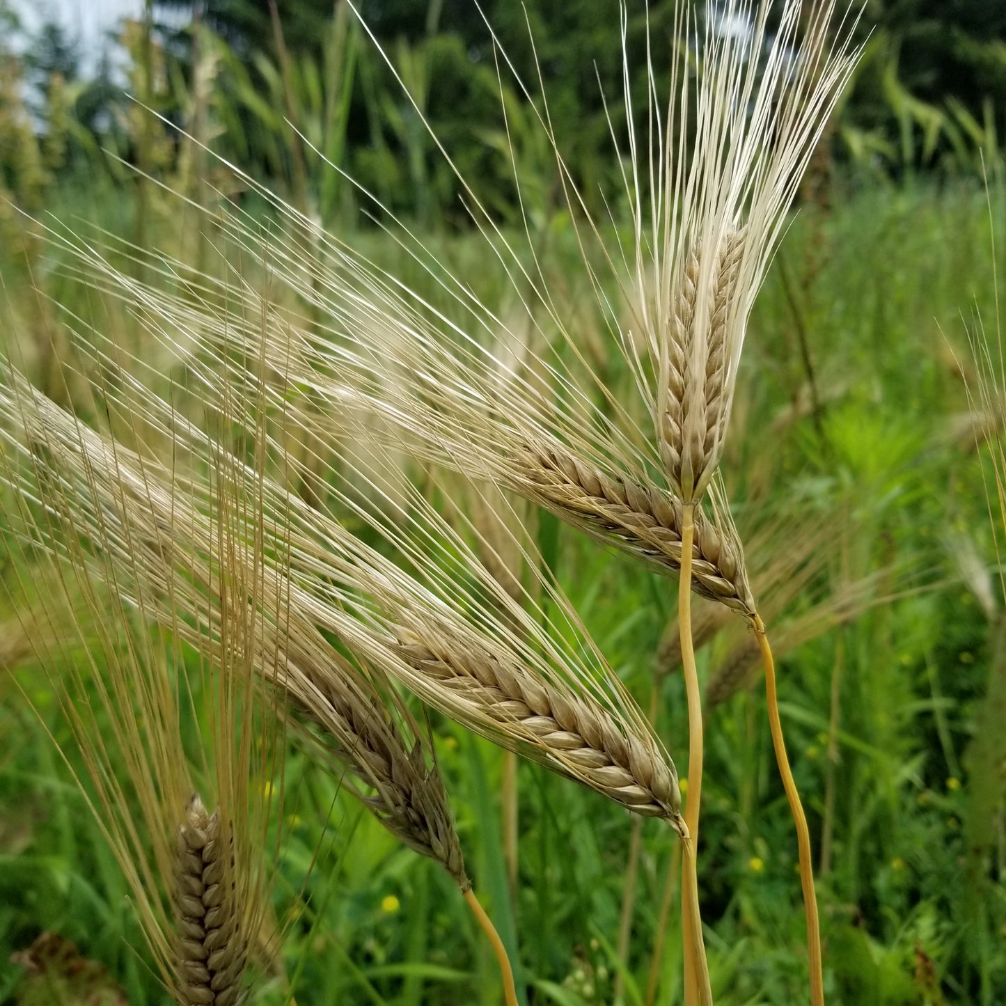 Pike Barley well awned and of short stature