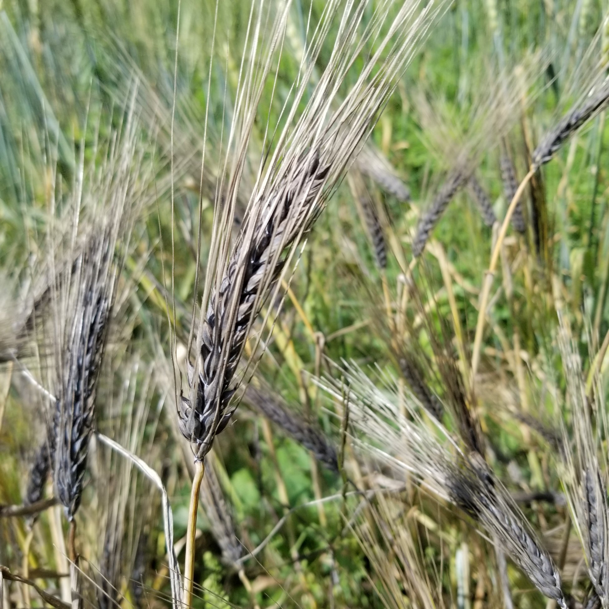 Awned 6-rowed Black Russian Barley spikes near maturity - field view