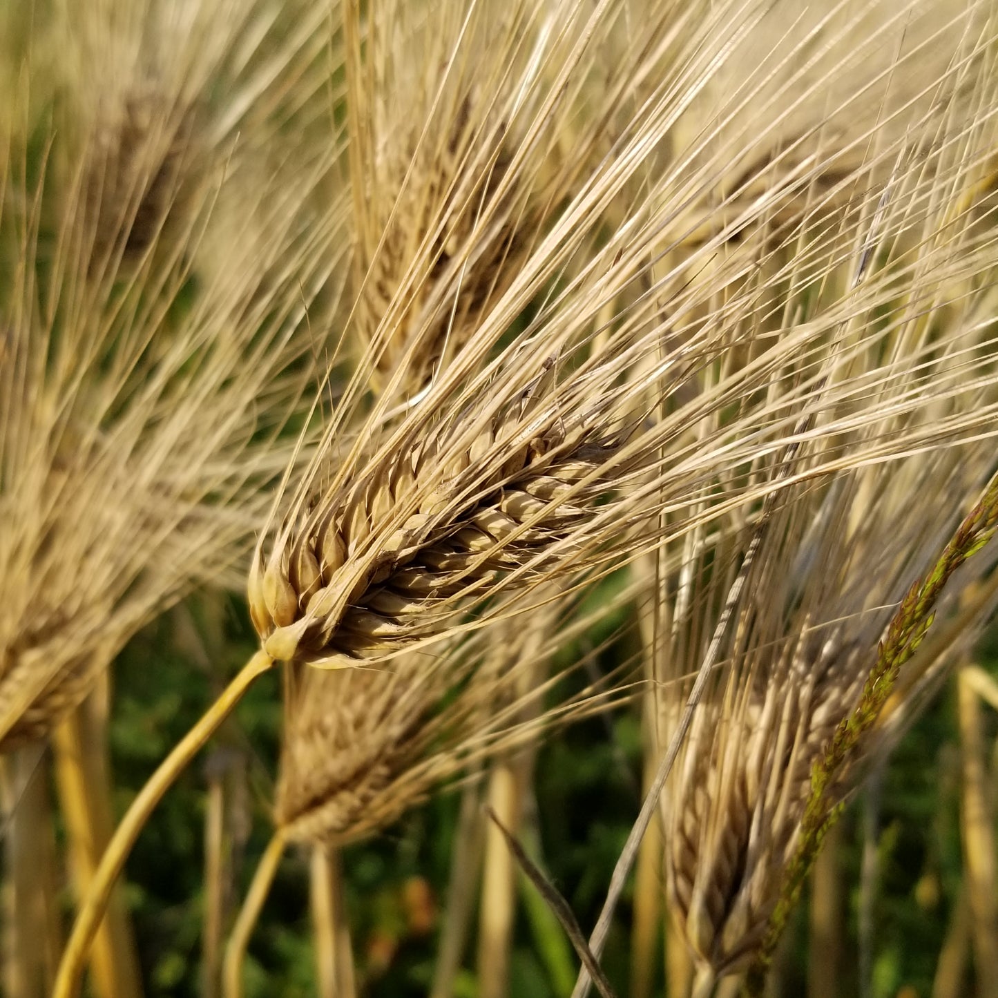 Schuyler Barley well awned head