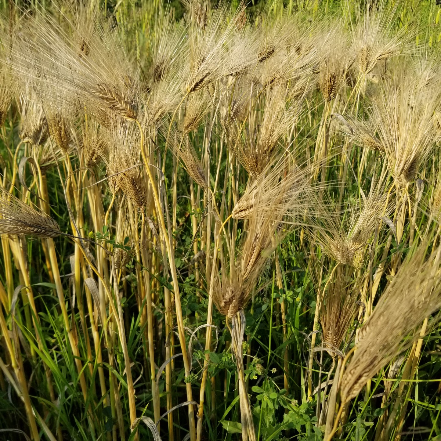 Schuyler Barley