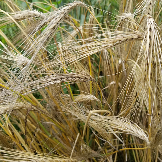 awned heads of Pulawski 6 Row Barley