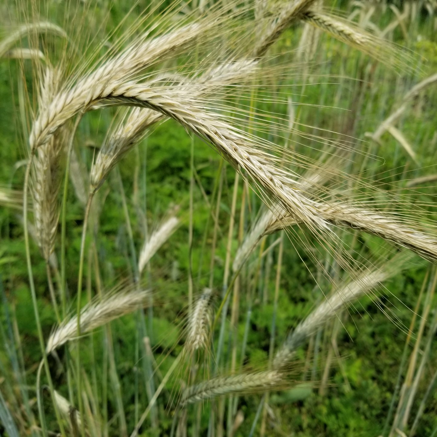 Danko Rye Seeds, Poland, Polish