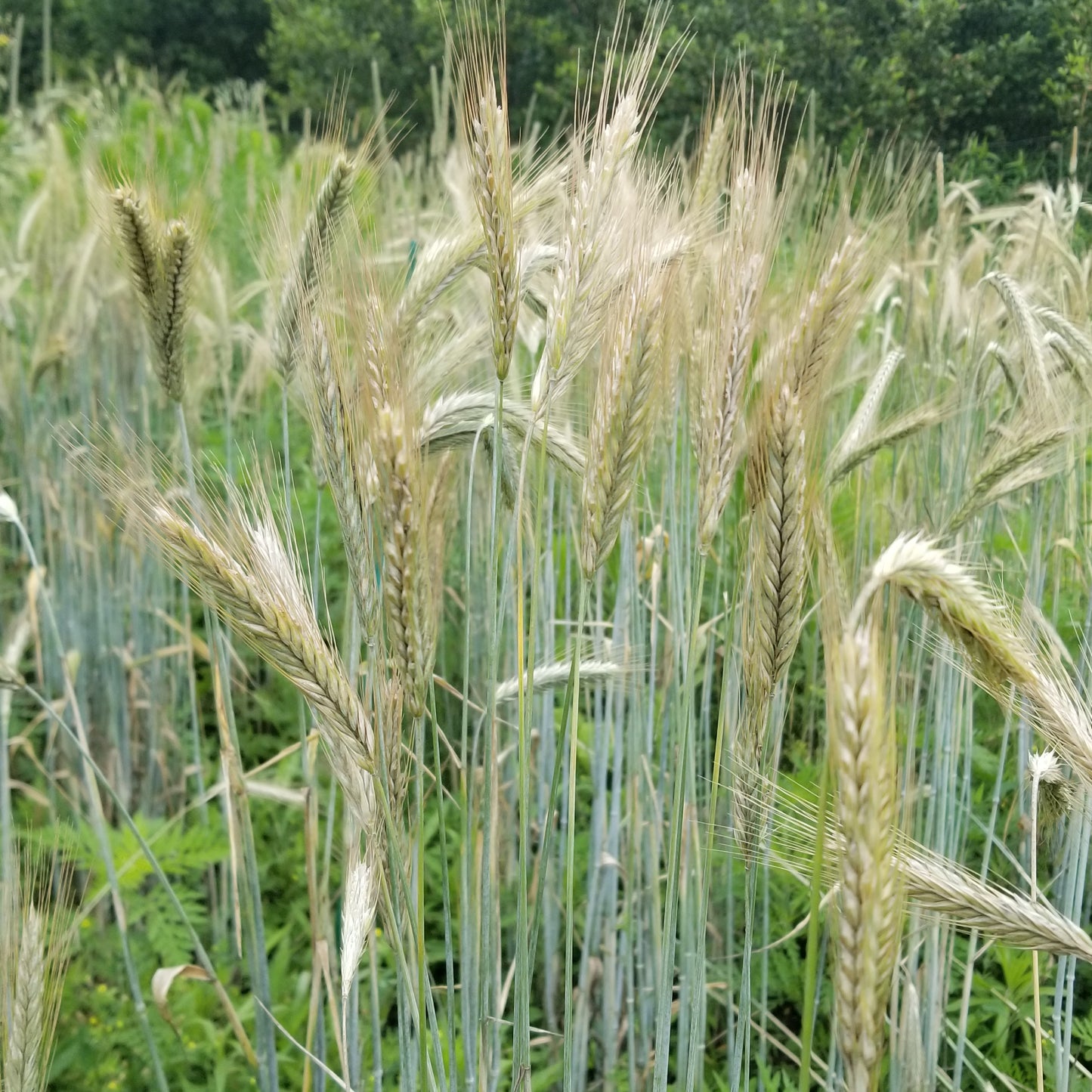 field of Danko Rye