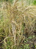 Fall Planted Sardinian Barley has excellent resistance to lodging
