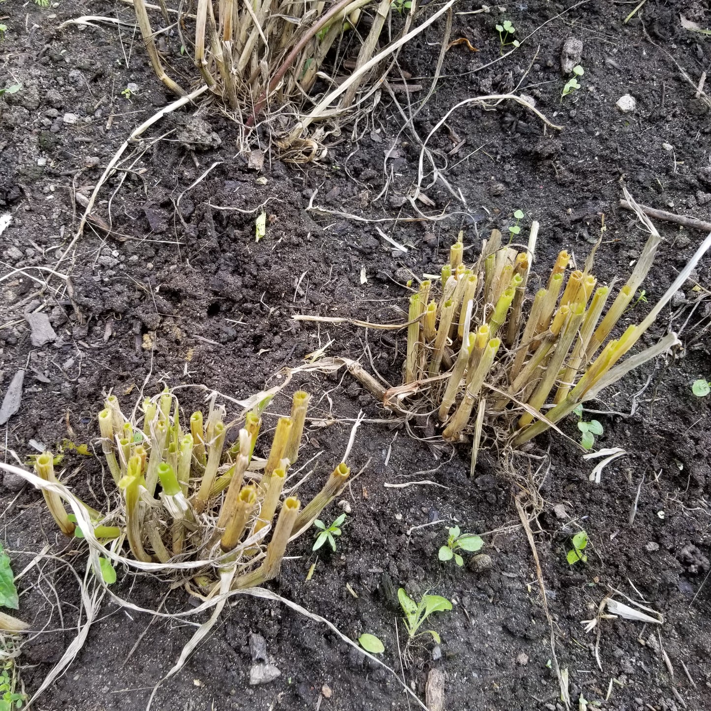 Harrison Barley has great tillering potential
