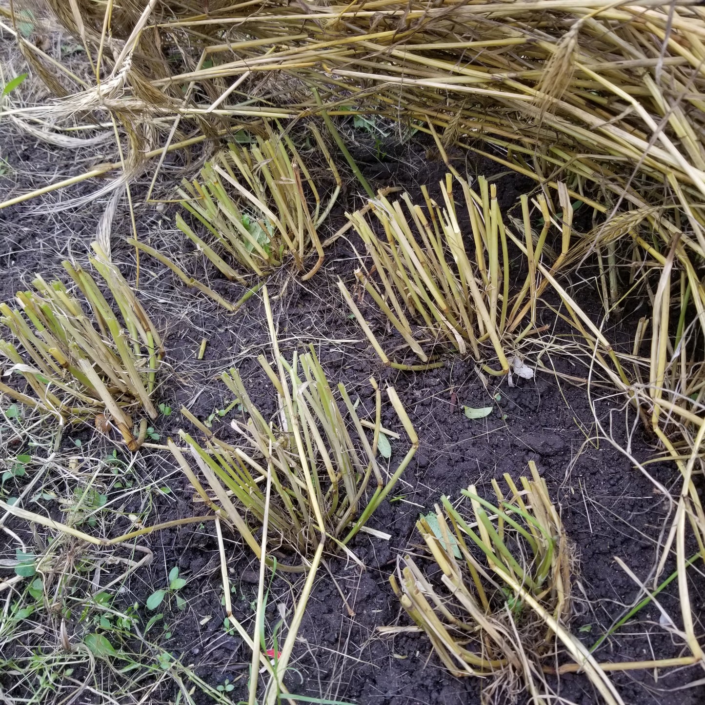 amazing number of tillers for Pulawski 6 Row Barley