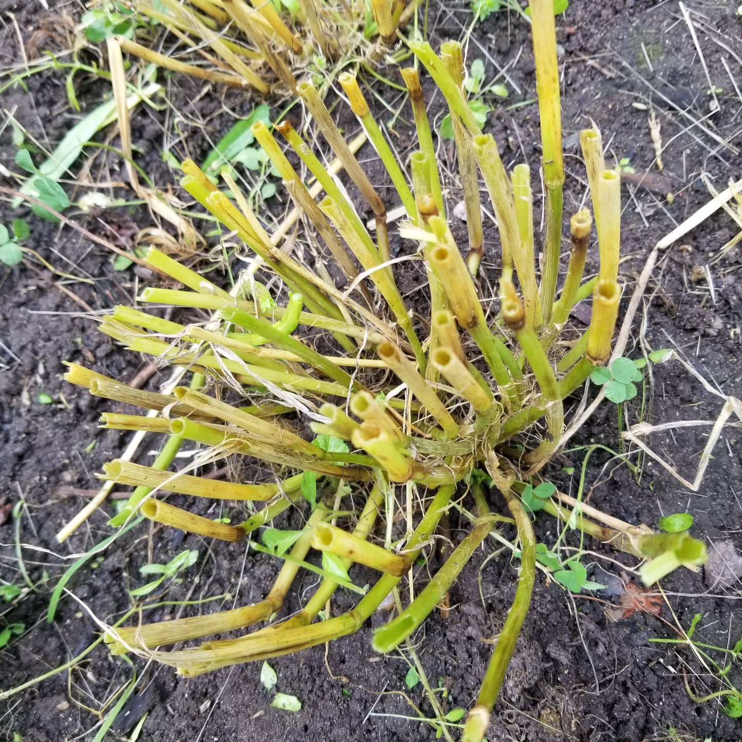 Robust tiller development with Pulawski 6 Row Barley