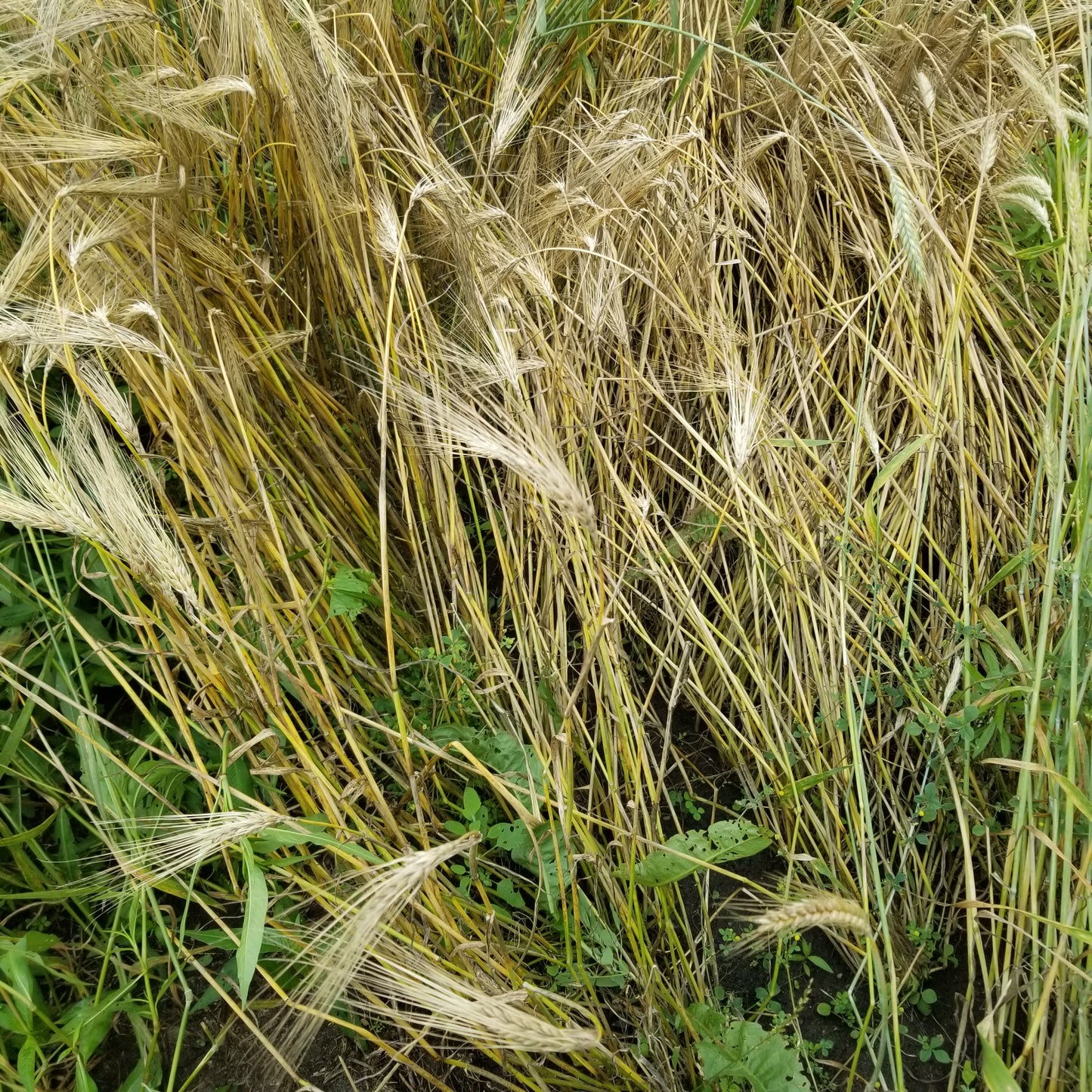 Pulawski 6 Row Barley had some lodging