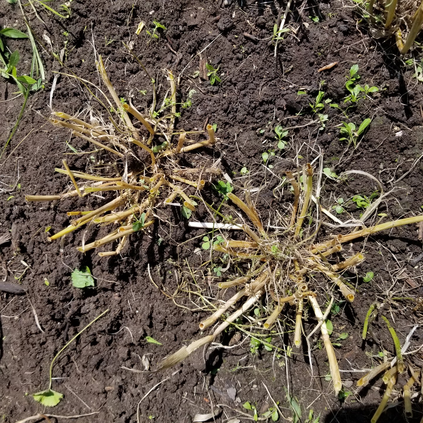tiller development of Urbanowicki Barley