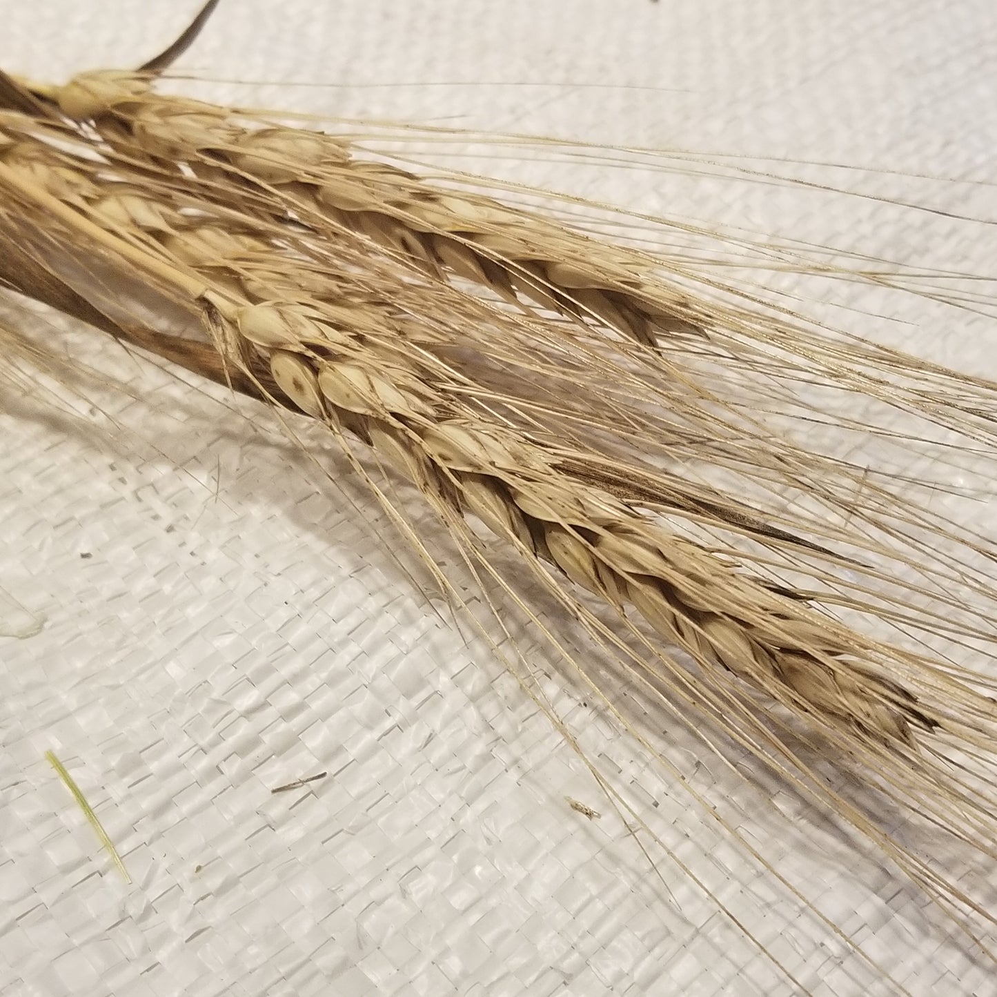 Dika Wheat