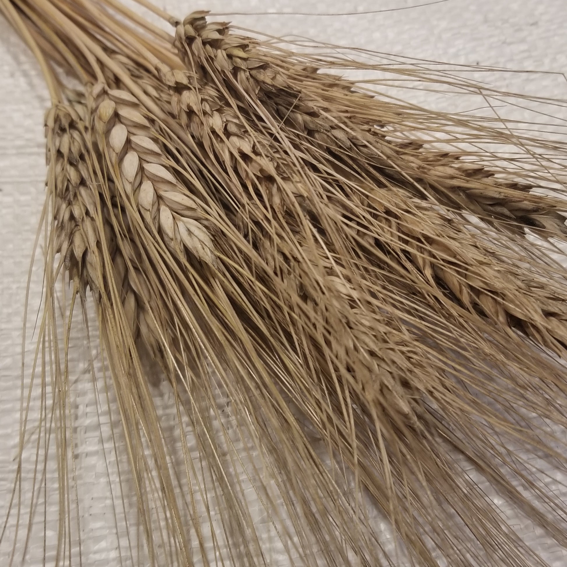 Heritage Largo Wheat