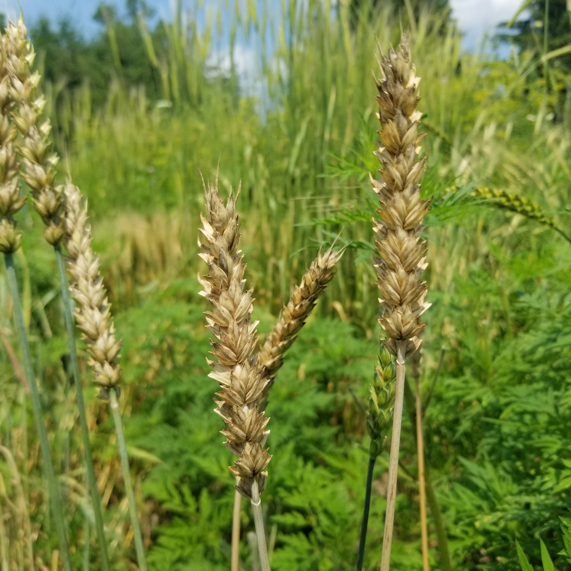 Monon Wheat