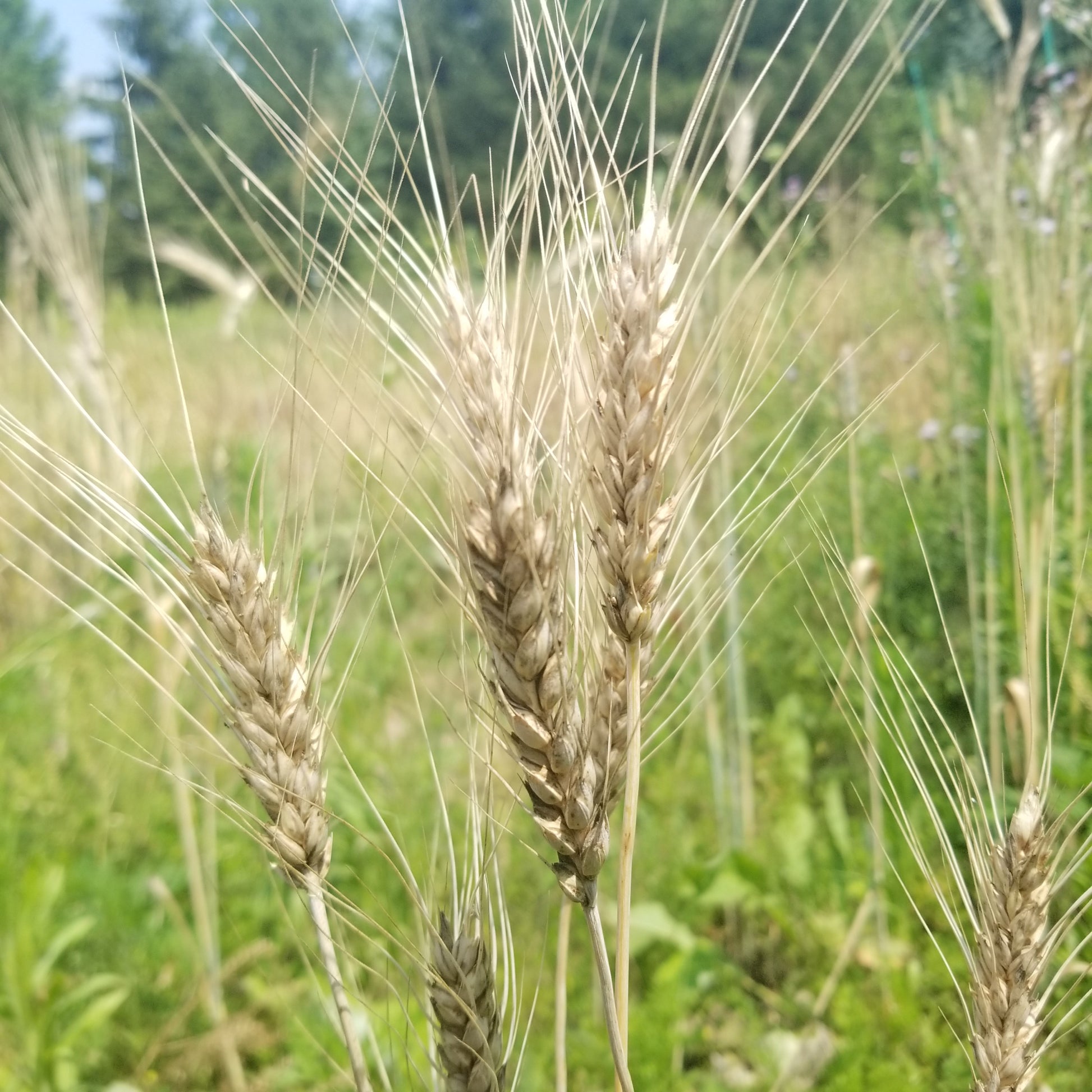 Heritage Largo Wheat