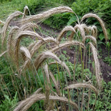 Fall-planted Danko Rye's long spikes with their graceful awns getting heavy with grain set - field view