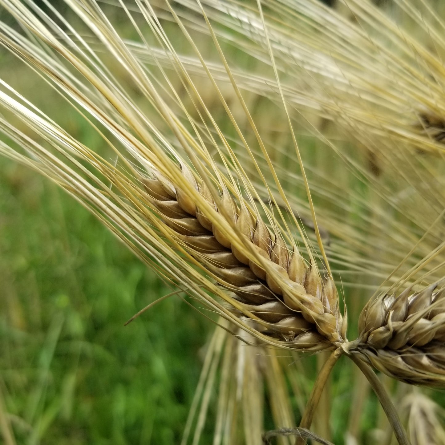 Dutchess Barley with beautiful long awns to protect it