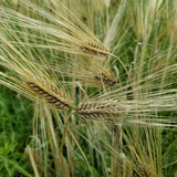 Dutchess Barley