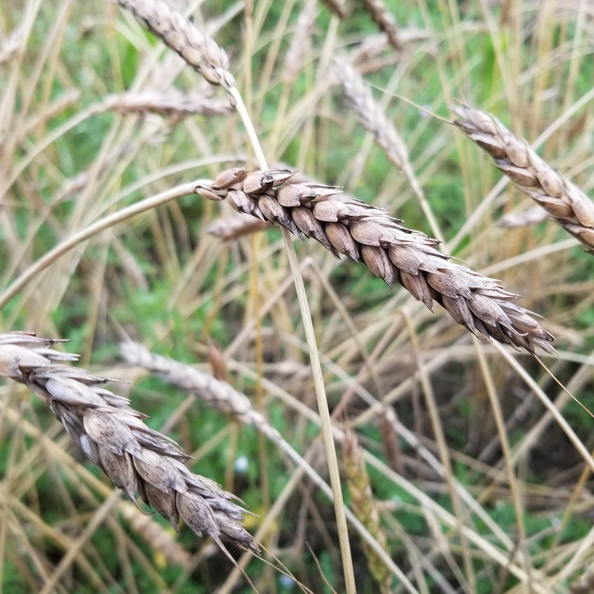 Red May Wheat