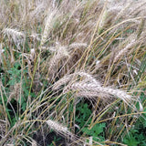 Kastická Osinatká Wheat plot