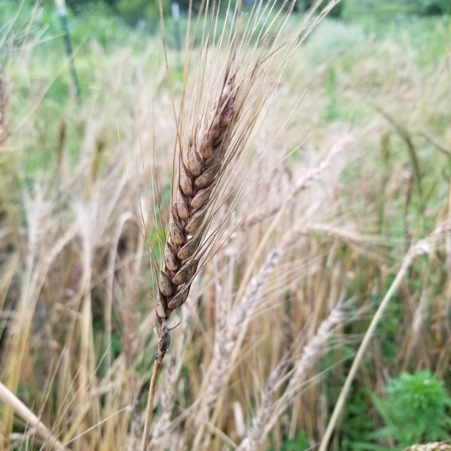 Poltavka Wheat