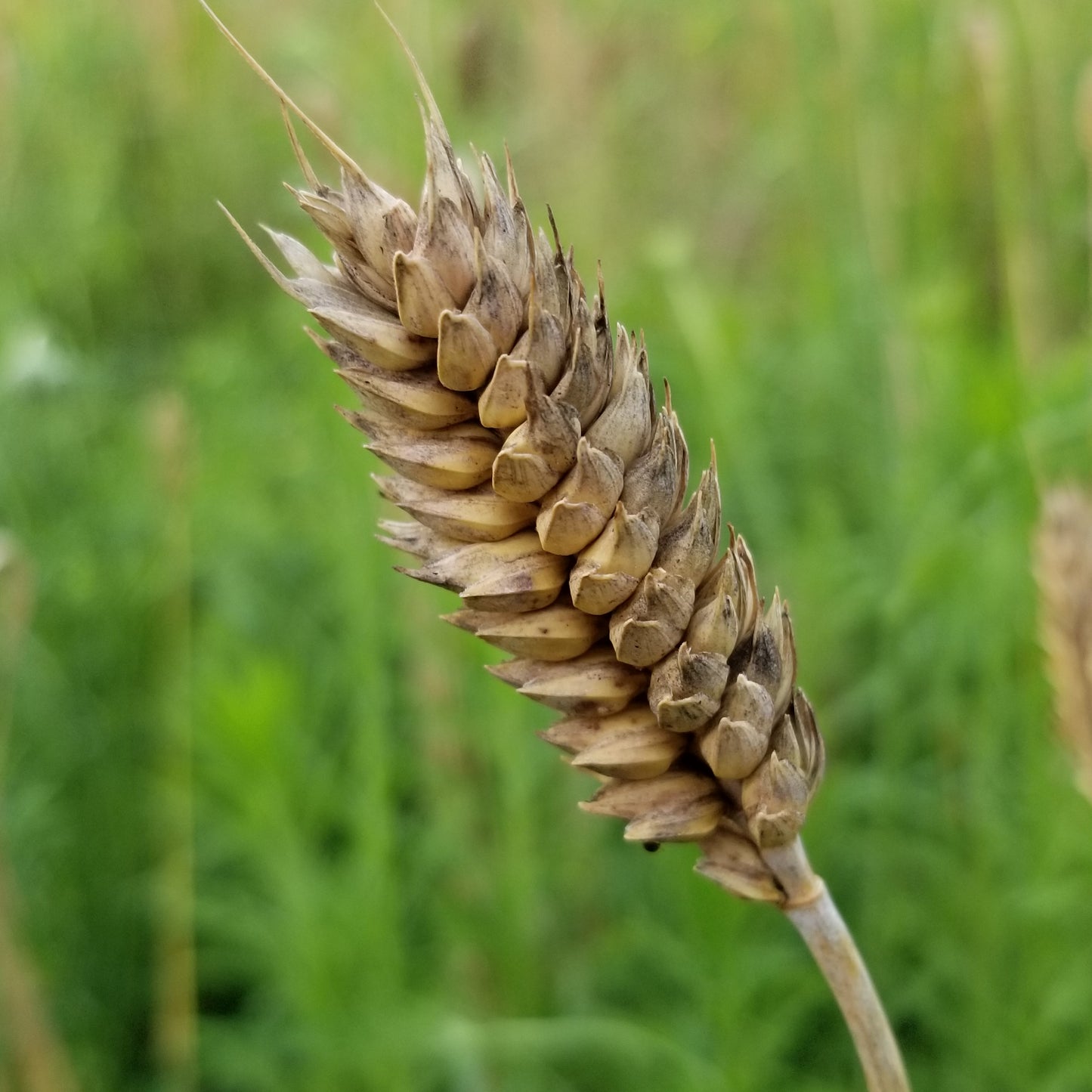 Sandomierka Club Wheat