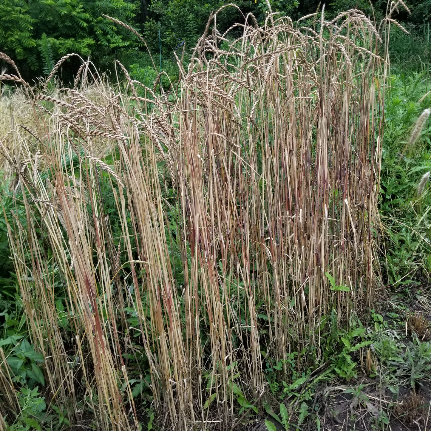 A plot view of Bregenzer Roter Spelz (Spelt) - tall, stately tillers