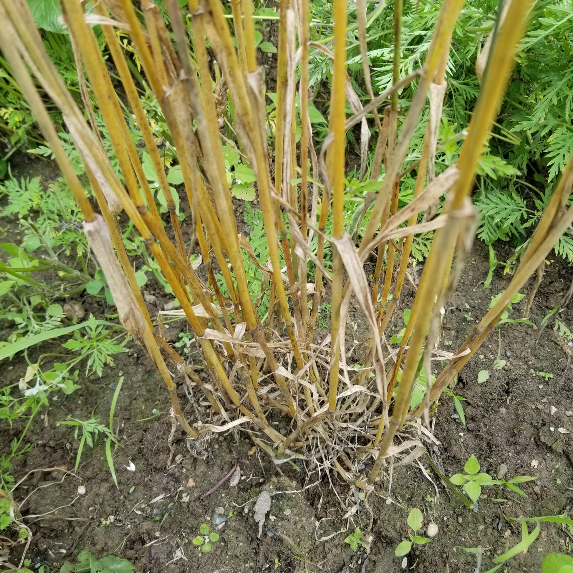 Monon Wheat with strong tillering