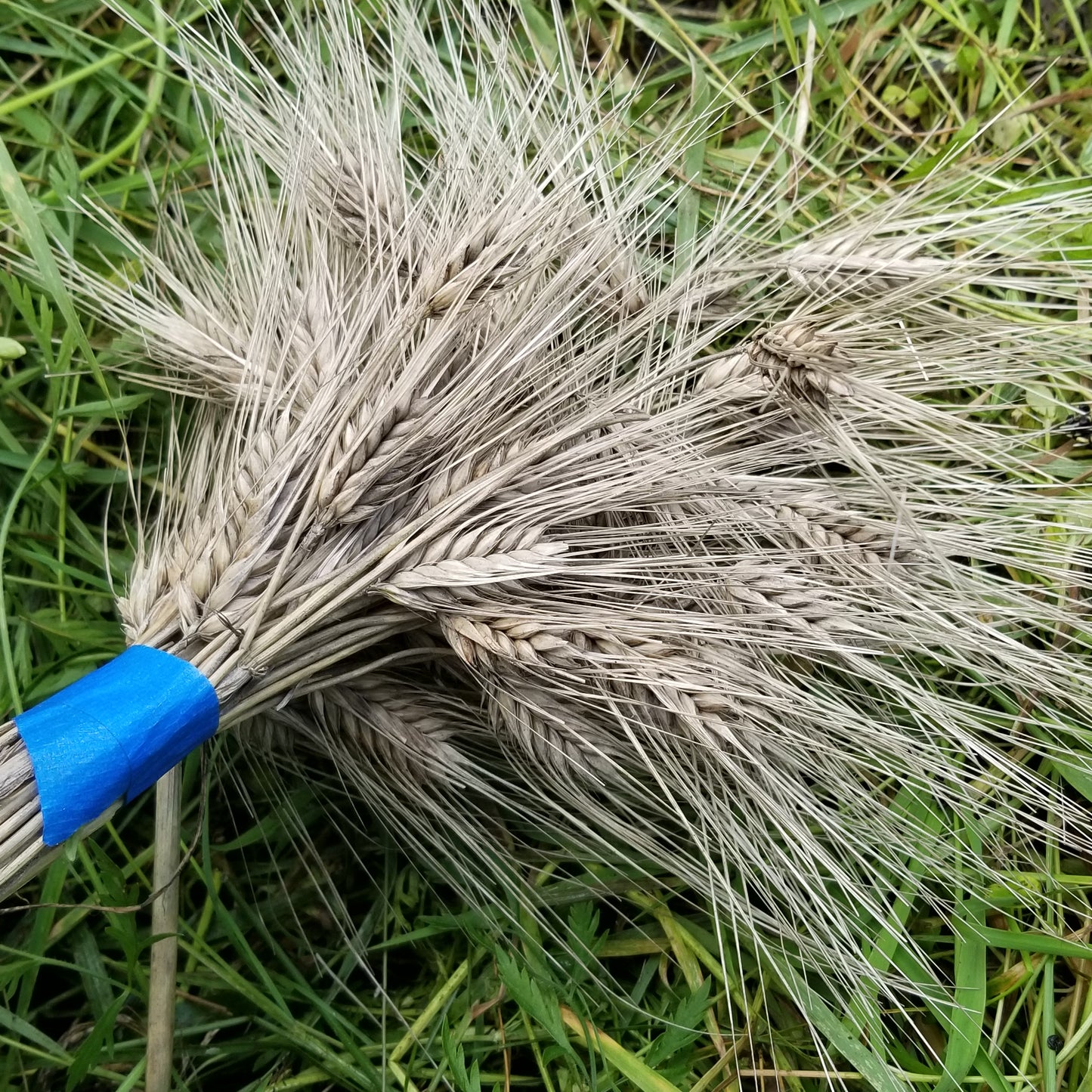 A harvested bundle of Dan Barley - a 6-rowed modern winter barley cultivar that threshes HULL-LESS kernels